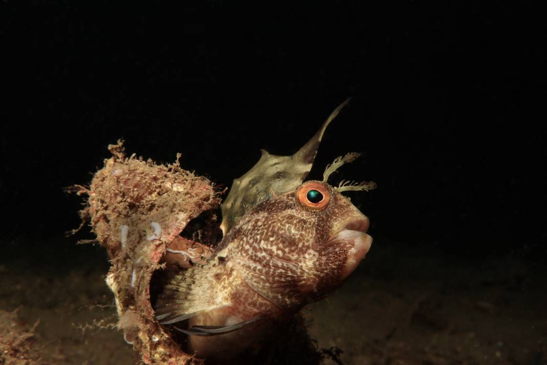Adaların su altı dünyası Taş Mektep’te sanatseverlerle buluştu 4
